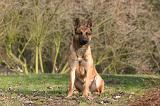 MALINOIS 1108